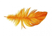 feather horizontal